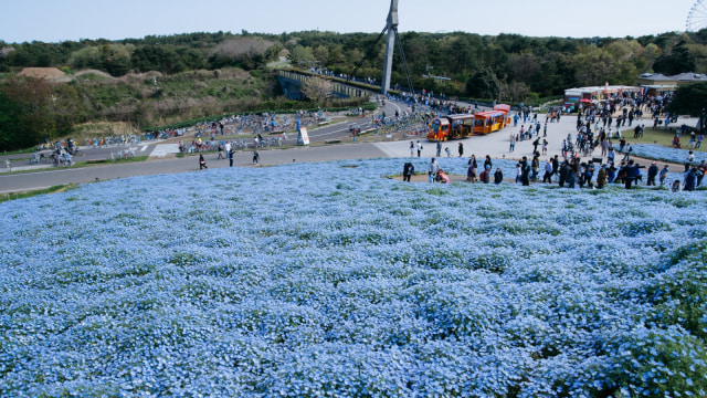 Hitachi Seaside Park. (Foto: Flickr /  Toshiaki NANBA​)