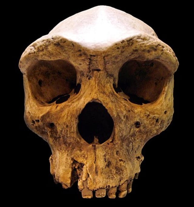 Fosil tengkorak Kabwe 1. (Foto: Gerbil via Wikipedia Commons)