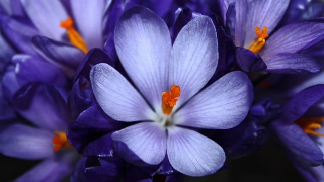 Ilustrasi bunga saffron (Foto: Thinkstock)