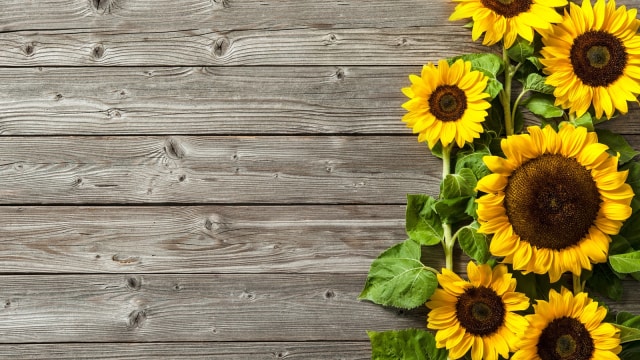 Ilustrasi bunga matahari (Foto: Thinkstock)