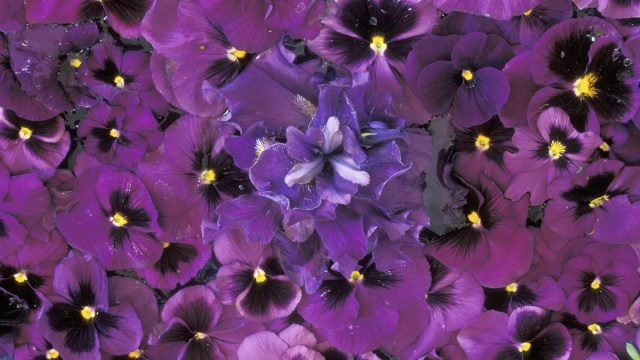 Ilustrasi bunga viola (Foto: Thinkstock)