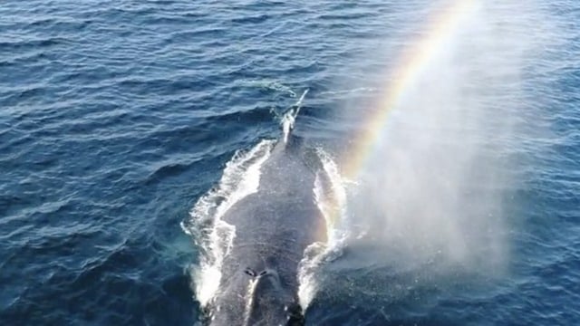 Pelangi dari semburan napas paus bungkuk. (Foto: Domenic Biagini/Instagram)