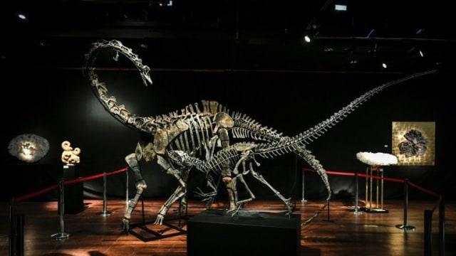Dua fosil dinosaurus yang dijual. (Foto: AFP)