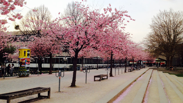 Sakura di Jerman. (Foto: Daniel Chrisendo)