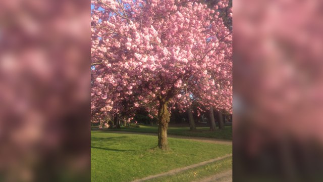 Sakura di Jerman. (Foto: Daniel Chrisendo)