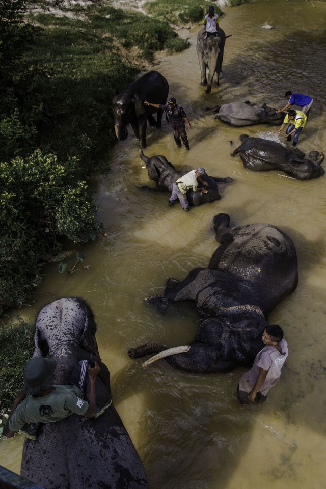 Populasi gajah Sumatera menurun. (Foto: ANTARA FOTO/FB Anggoro)