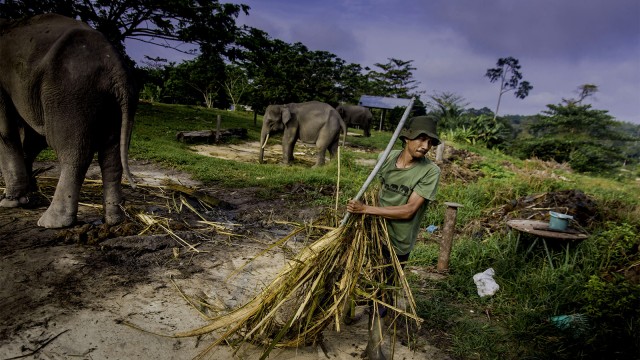 Populasi gajah Sumatera menurun. (Foto: ANTARA FOTO/FB Anggoro)