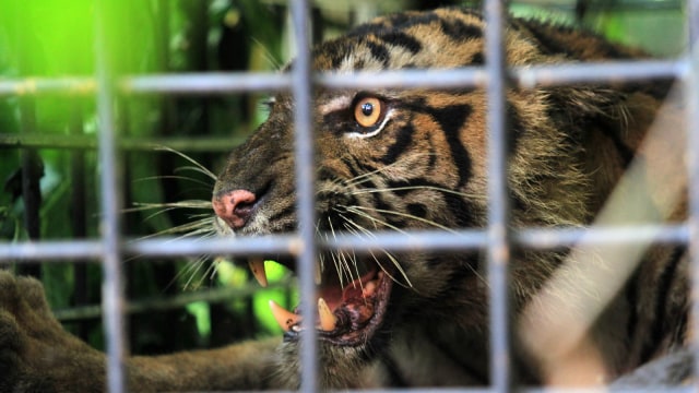 Harimau Sumatera tertangkap (Foto: ANTARA FOTO/Muhammad Arif Pribadi)