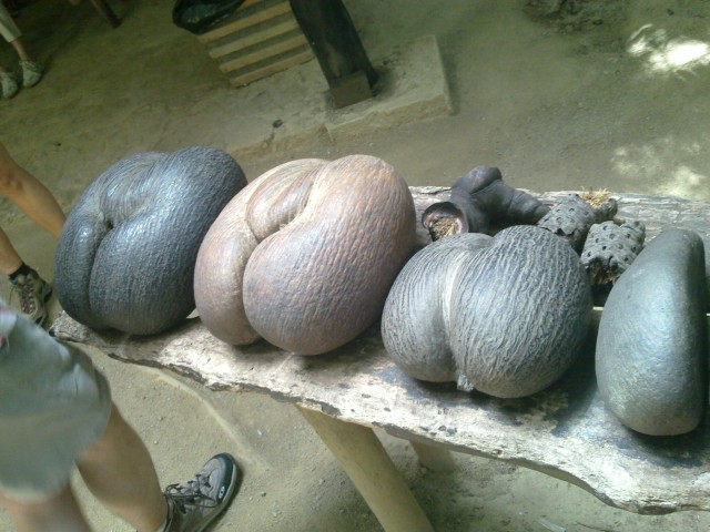Pohon Dengan Buah Terbesar di Bumi