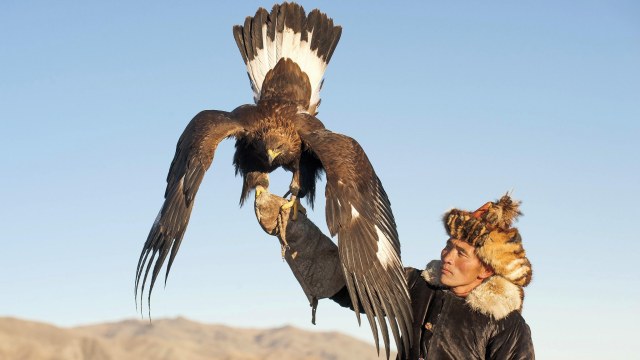 Suku Kazakh berburu dengan elang (Foto: Flickr/Kevin Pepper)