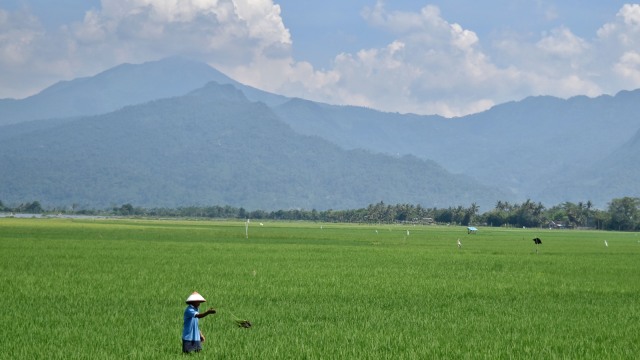 Lahan pertanian (Foto: ANTARA FOTO/Aditya Pradana Putra)