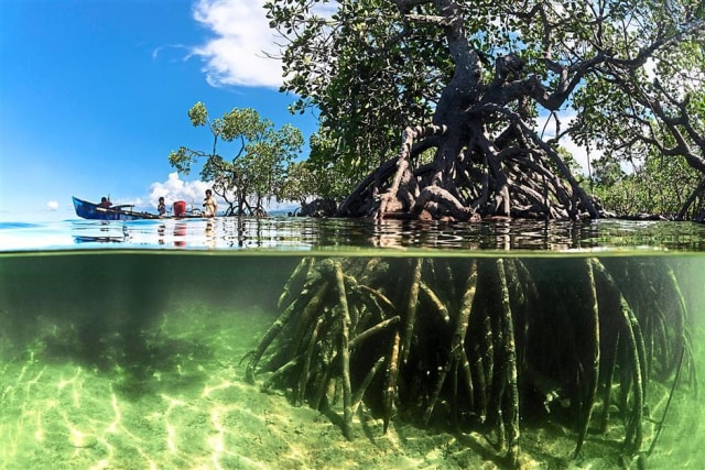 Sebutkan Manfaat Hutan Mangrove Dalam Pelestarian Lingkungan Hidup