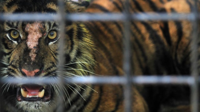 Harimau sumatera masuk perangkap (Foto: ANTARA FOTO/Muhammad Arif Pribadi)