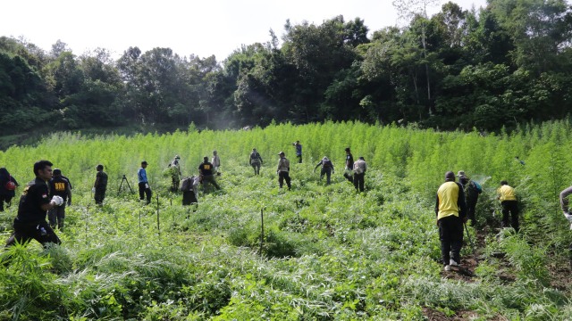 BNN Musnahkan 200 Ribu Batang Tanaman Ganja Siap Panen Di Aceh Besar ...