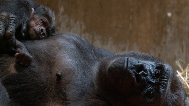Calaya dan Moke, anakya yang baru lahir. (Foto: Smithsonian National Zoo and Conservation Biology Institute)