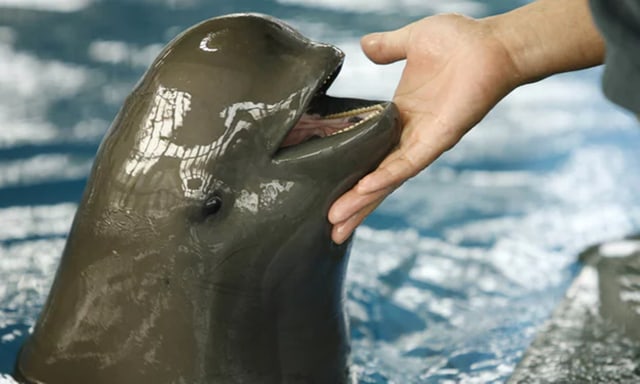 Porpoise tanpa sirip yangtze. (Foto: Peter Parks/AFP)
