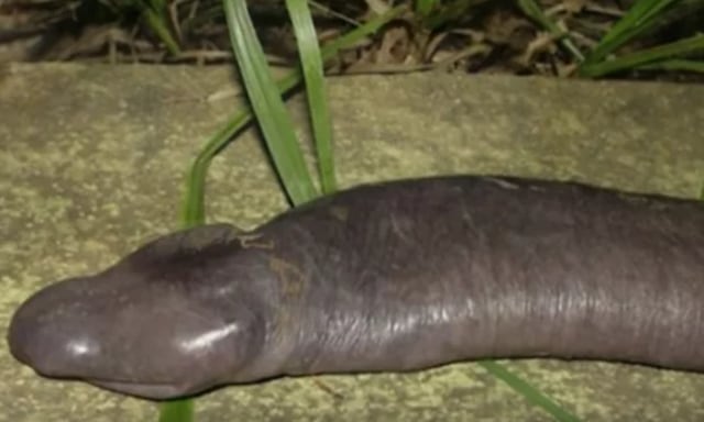 Ular penis. (Foto: YouTube)