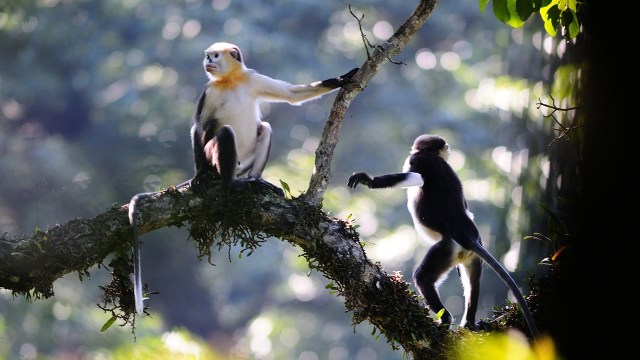 Monyet hidung pesek tonkin. (Foto: Wikimedia Commons)