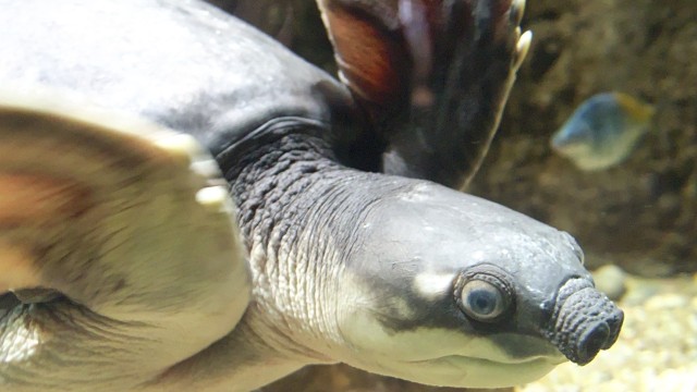Kura-kura hidung babi. (Foto: Wikimedia Commons)
