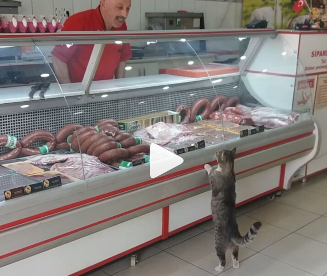 Lucunya Kucing Ini ‘Belanja’ di Toko Daging Pak Ikram