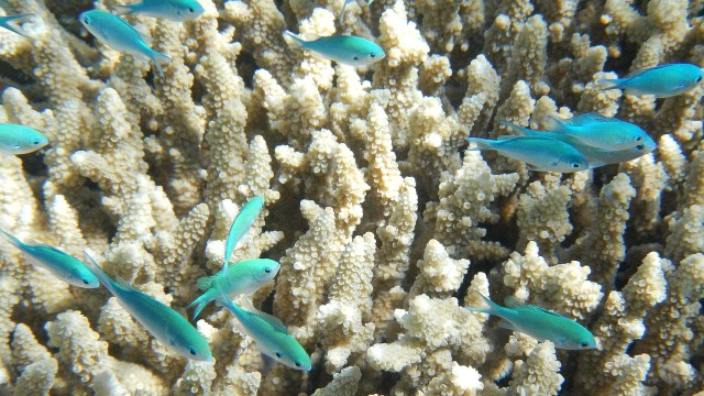 Great Barrier Reef penting untuk ekosistem. (Foto: Csharker via Pixabay)