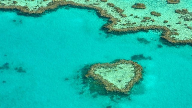 Heart Coral di Great Barrier Reef. (Foto: Alicia3690 via Pixabay)