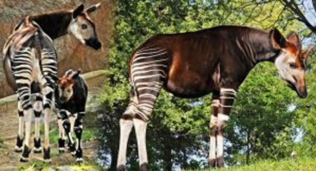 Serba Aneh Hewan Unik Bertubuh Labil Ini Jarang Ditemui