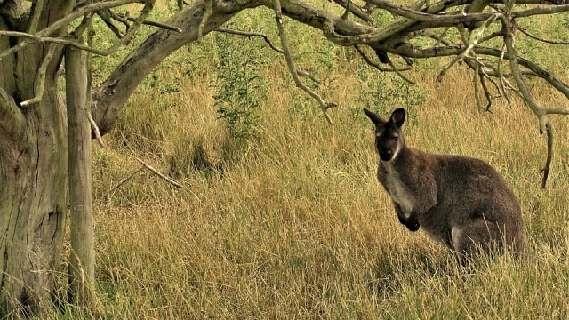 Ilustrasi kanguru. (Foto: Pixabay/artyangel)