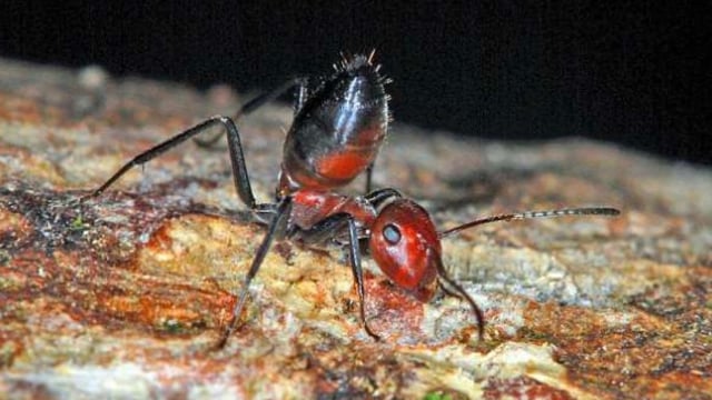 Colobopsis explodens. (Foto: Alexey Kopchinskiy via Zookeys)