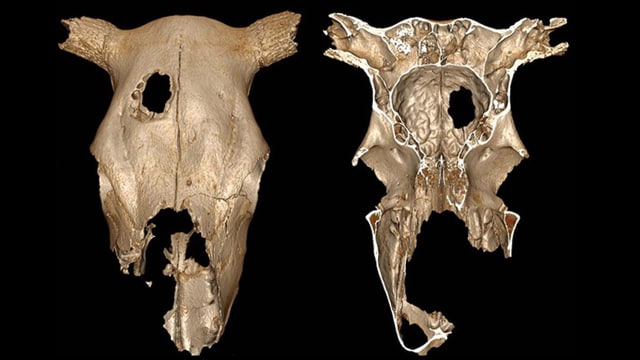 Tengkorak sapi yang dioperasi 5 ribu tahun lalu. (Foto: Scientific Reports/Nature)