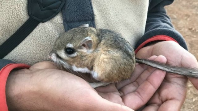 Tikus Kanguru. (Foto: Sula Vanderplank/San Diego Natural History Museum)