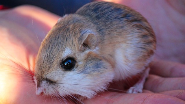 Tikus Kanguru. (Foto: Connor Long via Wikimedia Commons (CC BY-SA 4.0))