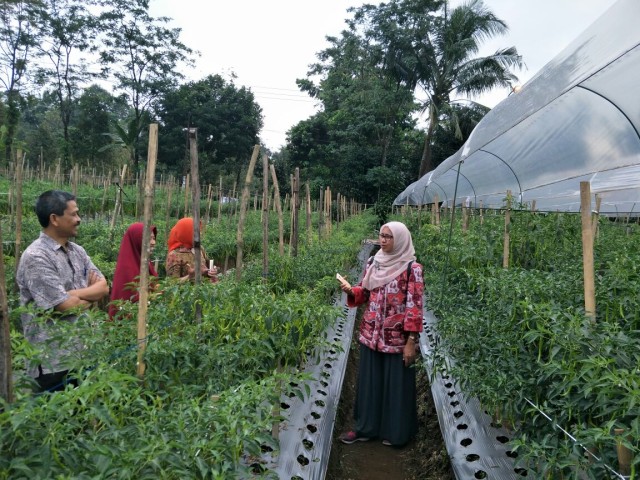 com-Sungkup Cabai (Foto: Kementerian Pertanian)