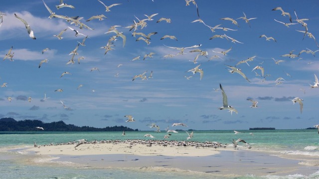 Pulau Baby Island. (Foto: Zuhri Noviandi/kumparan)