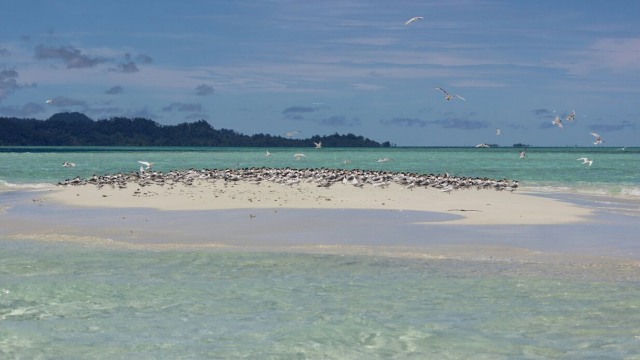 Pulau Baby Island. (Foto: Zuhri Noviandi/kumparan)