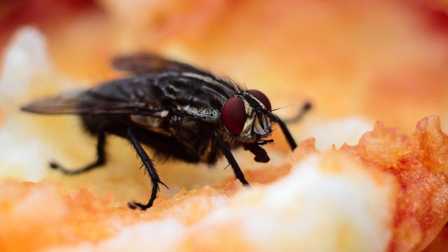Makanan Yang Dihinggapi Lalat Haruskah Dibuang Ini Penjelasan Sains Kumparan Com