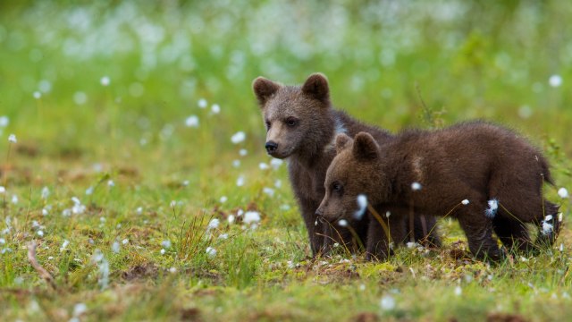 Anak beruang. (Foto: Shutterstock)