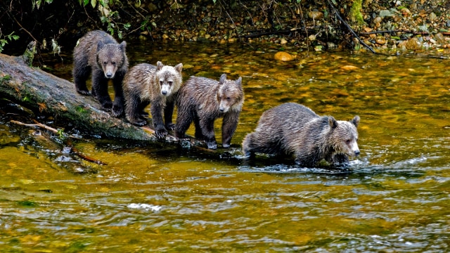 Anak beruang. (Foto: Shutterstock)