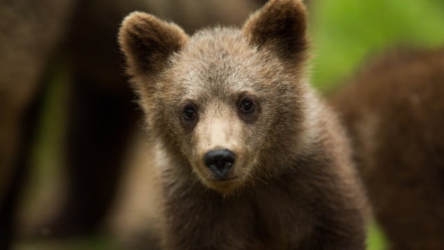 Anak beruang. (Foto: Shutterstock)