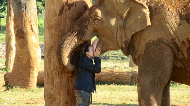 Gajah di  Elephant Nature Park  (Foto: Flickr/Ruth Berry)