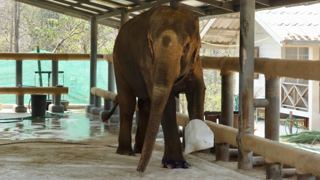 Gajah di Friends of the Asian Elephant Hospital (Foto: Flickr / Jennifer Dubernnas)