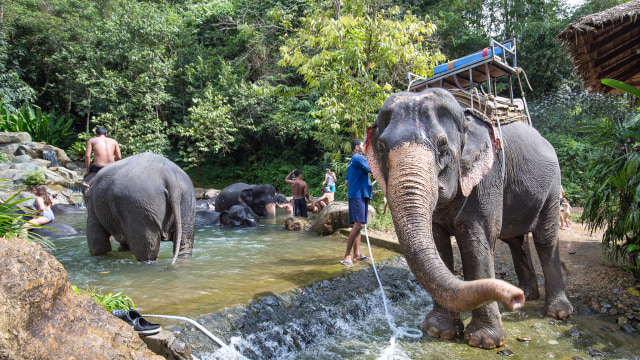 Gajah di Phang Nga Elephant Park (Foto: Flickr / CaliVita International)