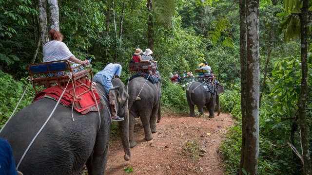 Gajah di Phang Nga Elephant Park (Foto: Flickr / CaliVita International)