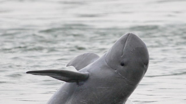 Pesut atau Irrawaddy dolphin. (Foto: WWF)