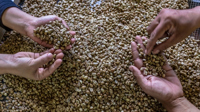 Ekspor kopi meningkat. Foto: Antara/Aji Styawan