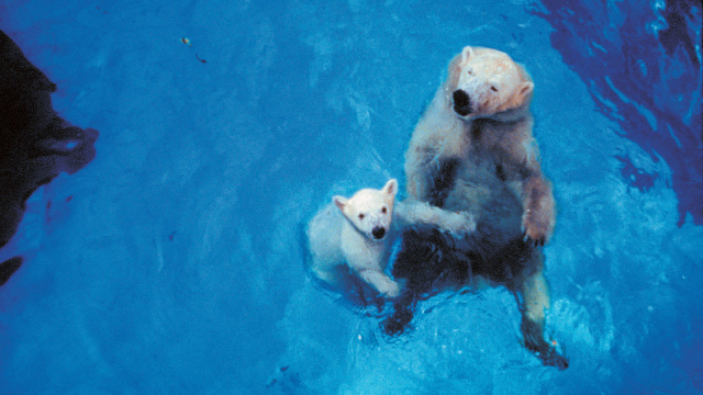Beruang Kutub Inuka. (Foto: Reuters)