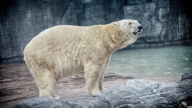 Beruang kutub bernama Inuka. (Foto: Wildlife Reserves Singapore via Facebook)