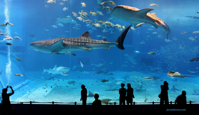 Ilustrasi Aquarium (Foto: flickr)