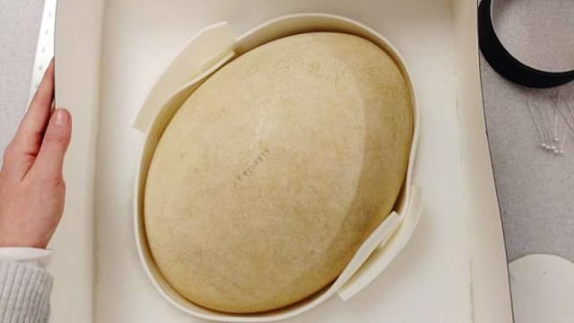 Telur Langka yang Selama 79 Tahun Dianggap Replika (Foto: Buffallo Museum of Sceince)