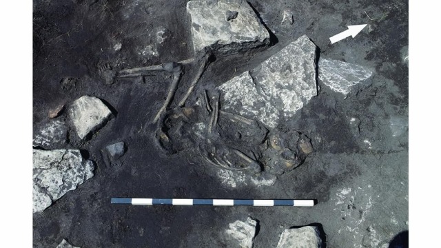 Fosil tulang belulang di desa Sandby borg. (Foto: jurnal Antiquity)